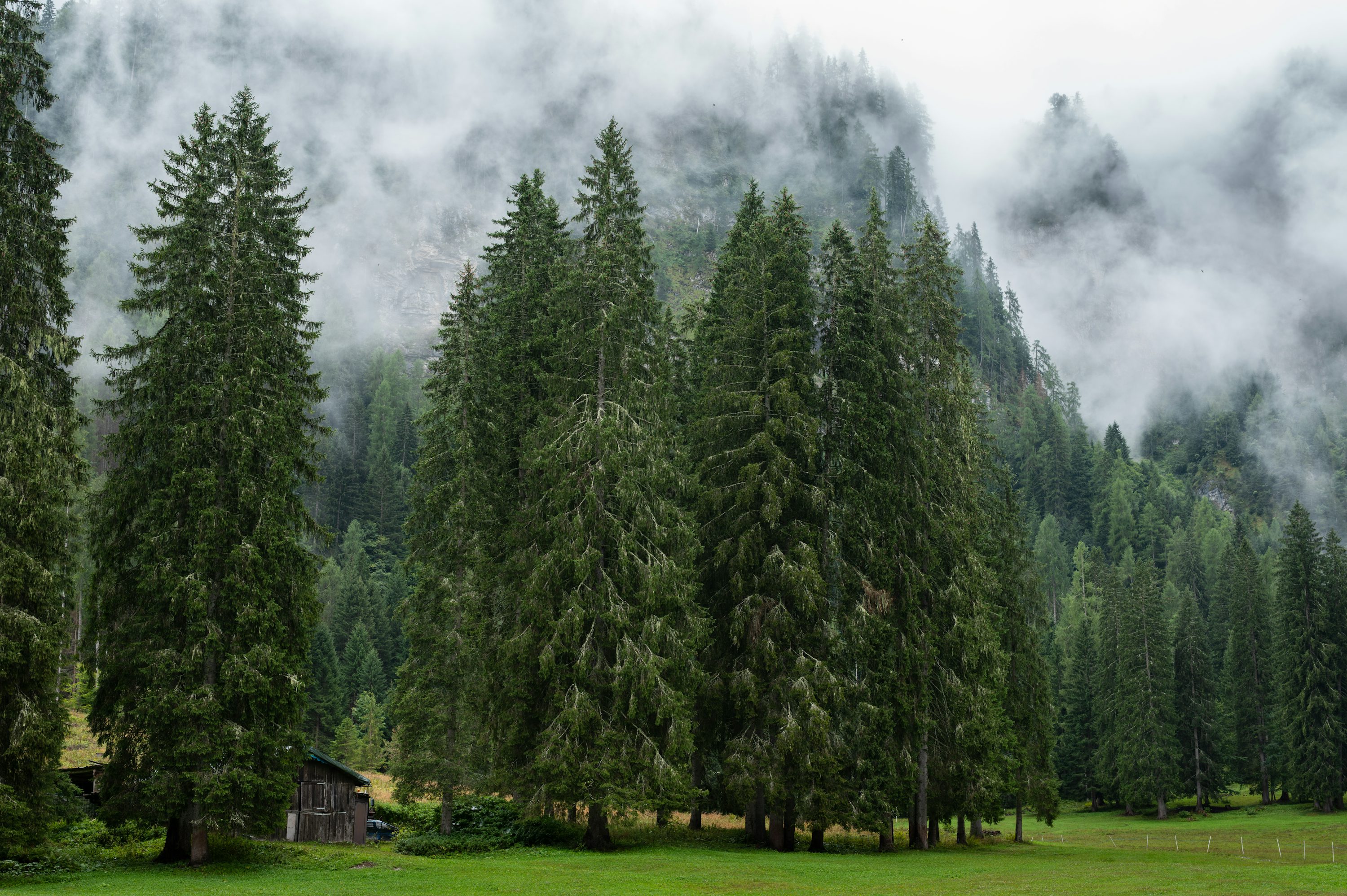 A cabin in a misty evergreen forest